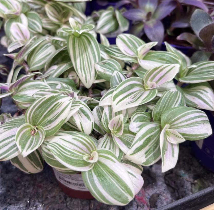 Tradescantia Brightness - beautiful plant - rare plant - pink, white and green plant