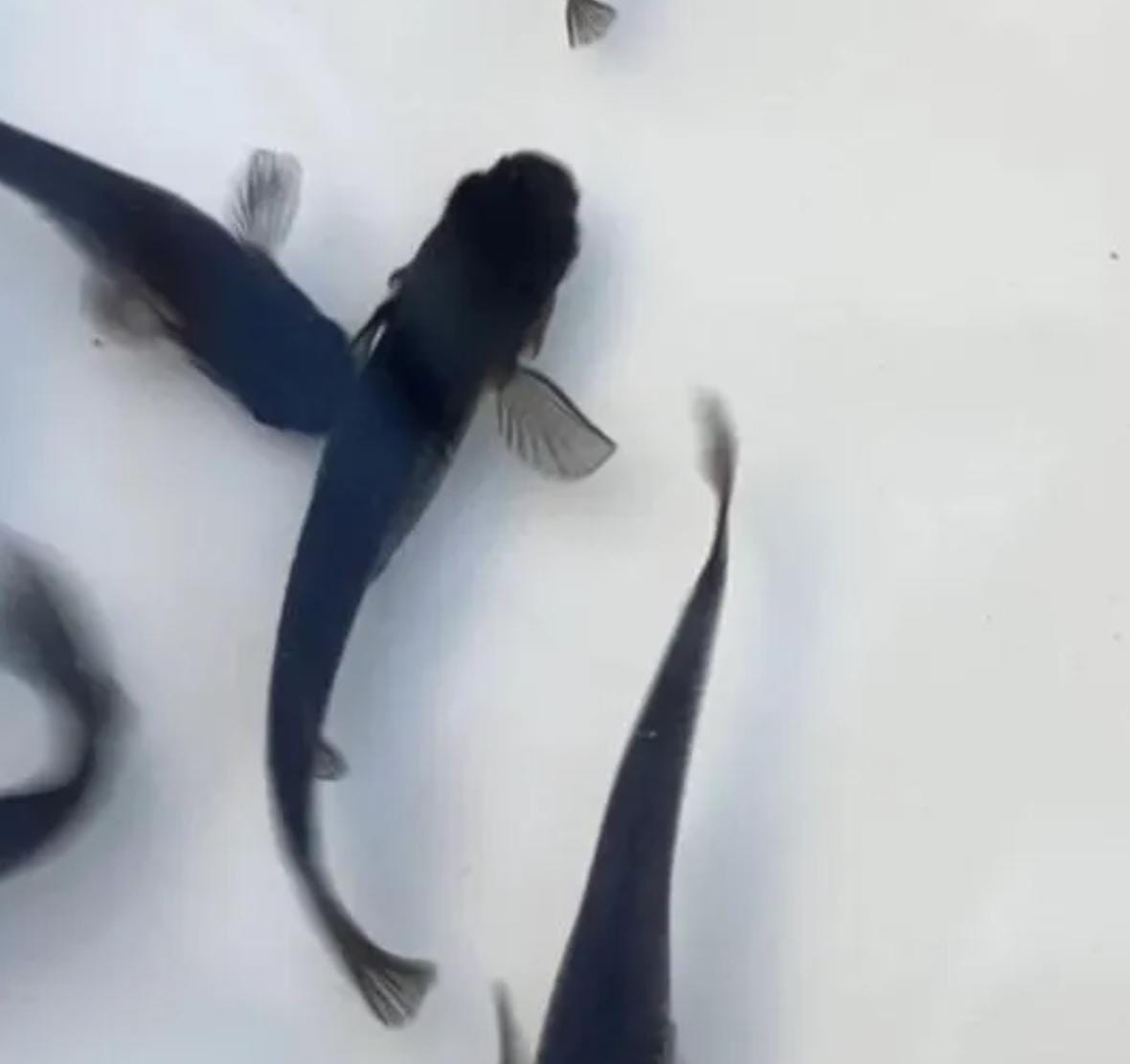 Japanese Rice Fish Eggs - Medaka Mix - Premium Colors - Tricolor, Miyuki Blue, Miyuki White, Midnight/Black, Red King, etc.