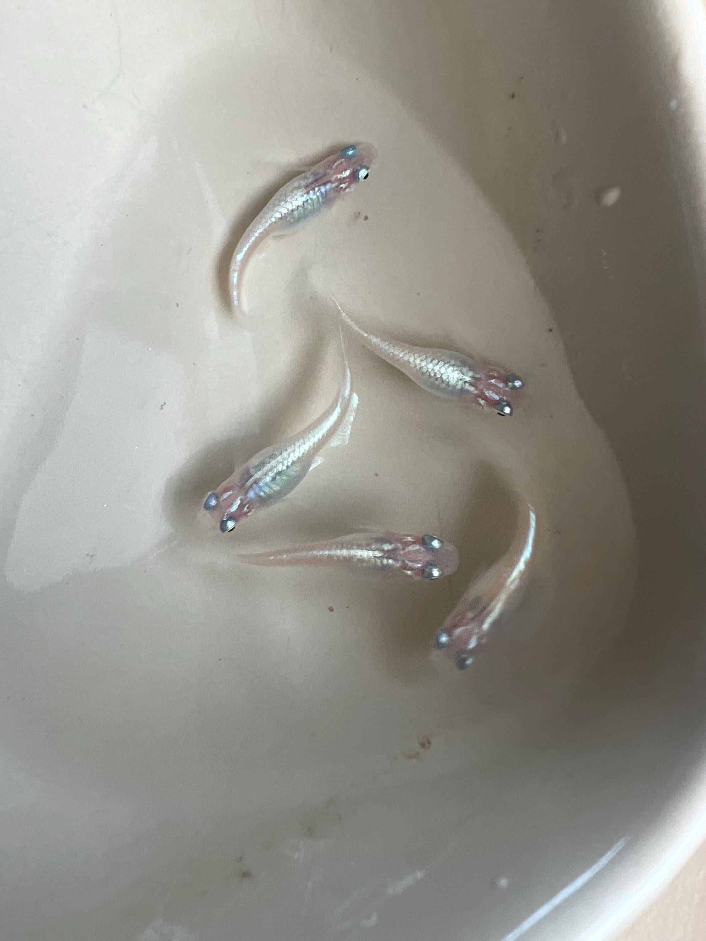 Japanese Rice Fish Eggs - Medaka Miyuki Silver