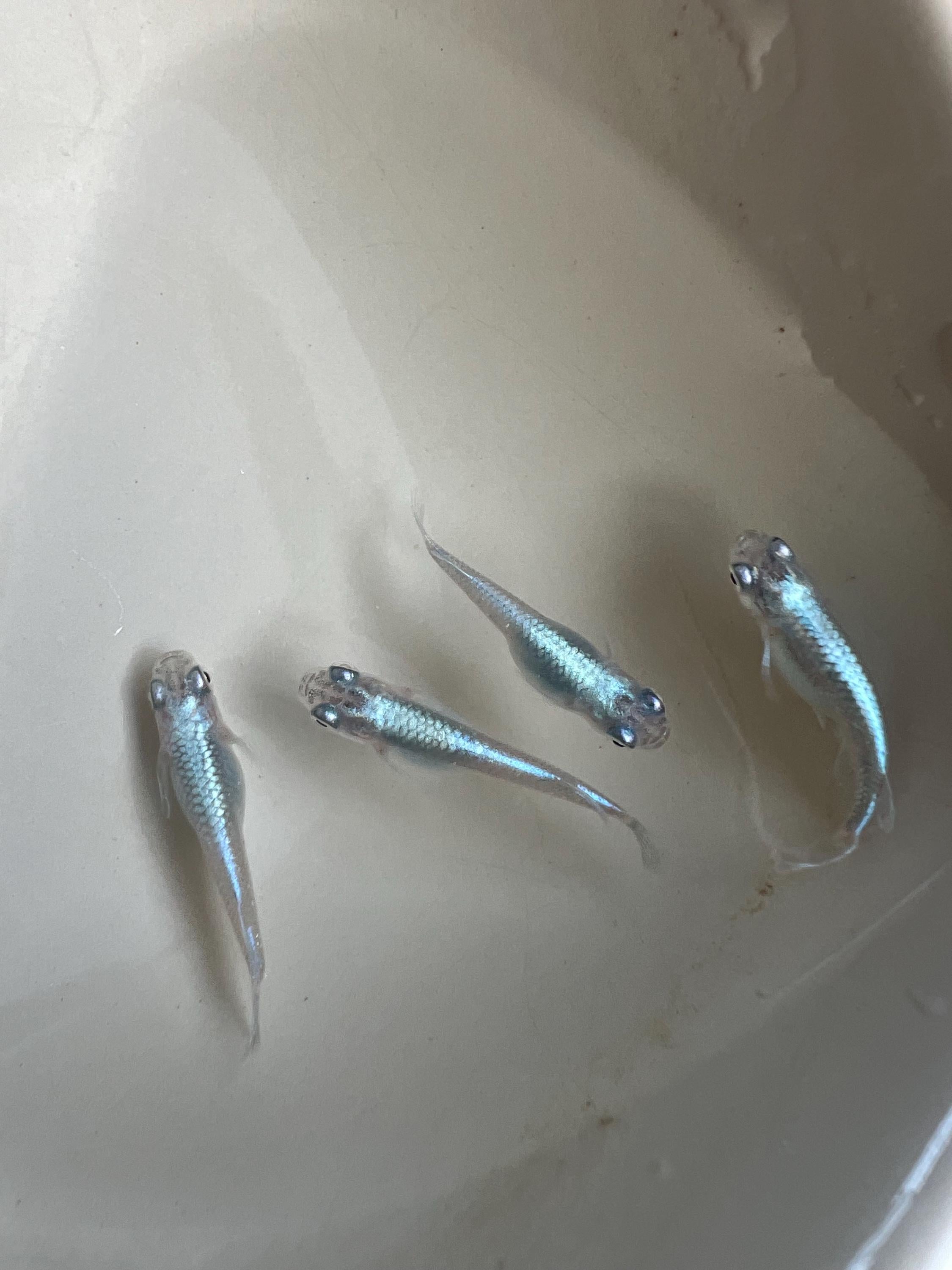 Japanese Rice Fish Eggs - Medaka Miyuki Blue