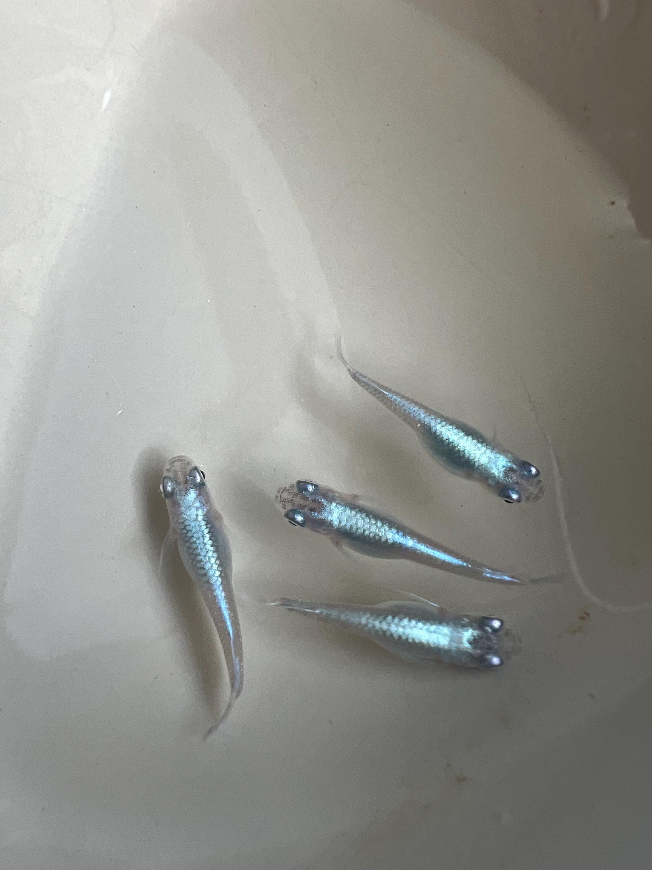 Japanese Rice Fish Eggs - Medaka Miyuki Blue