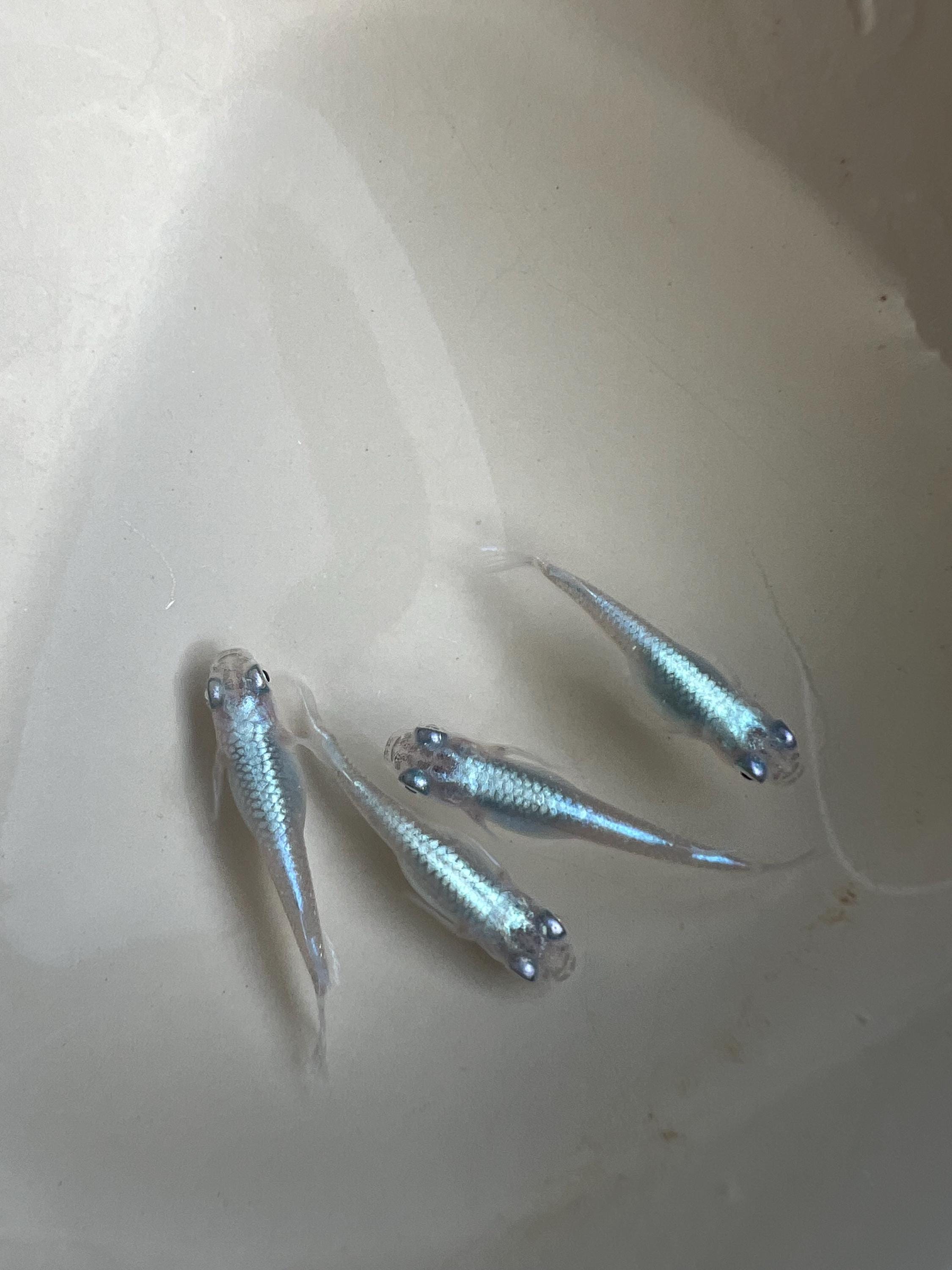 Japanese Rice Fish Eggs - Medaka Miyuki Blue