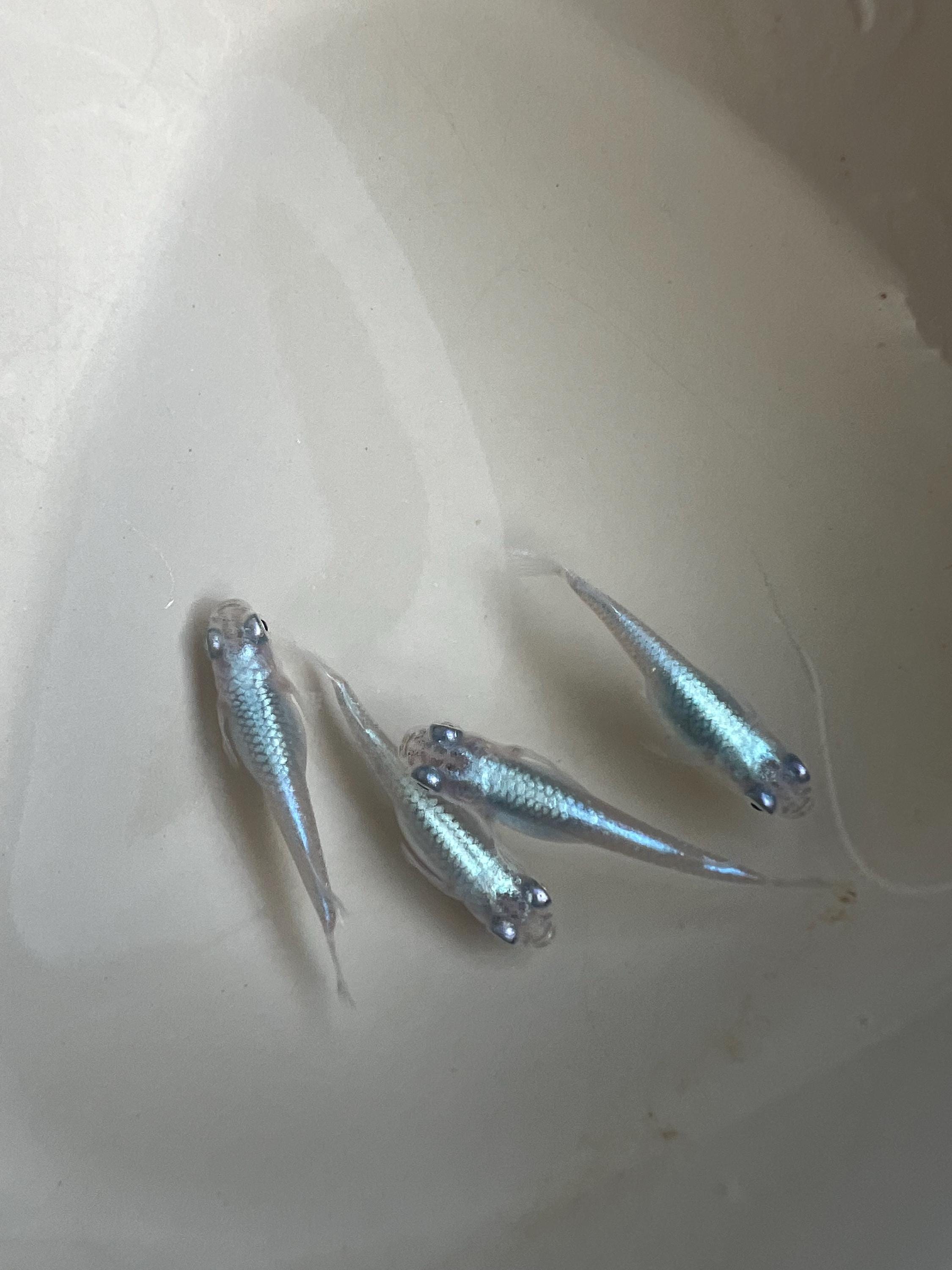 Japanese Rice Fish Eggs - Medaka Miyuki Blue