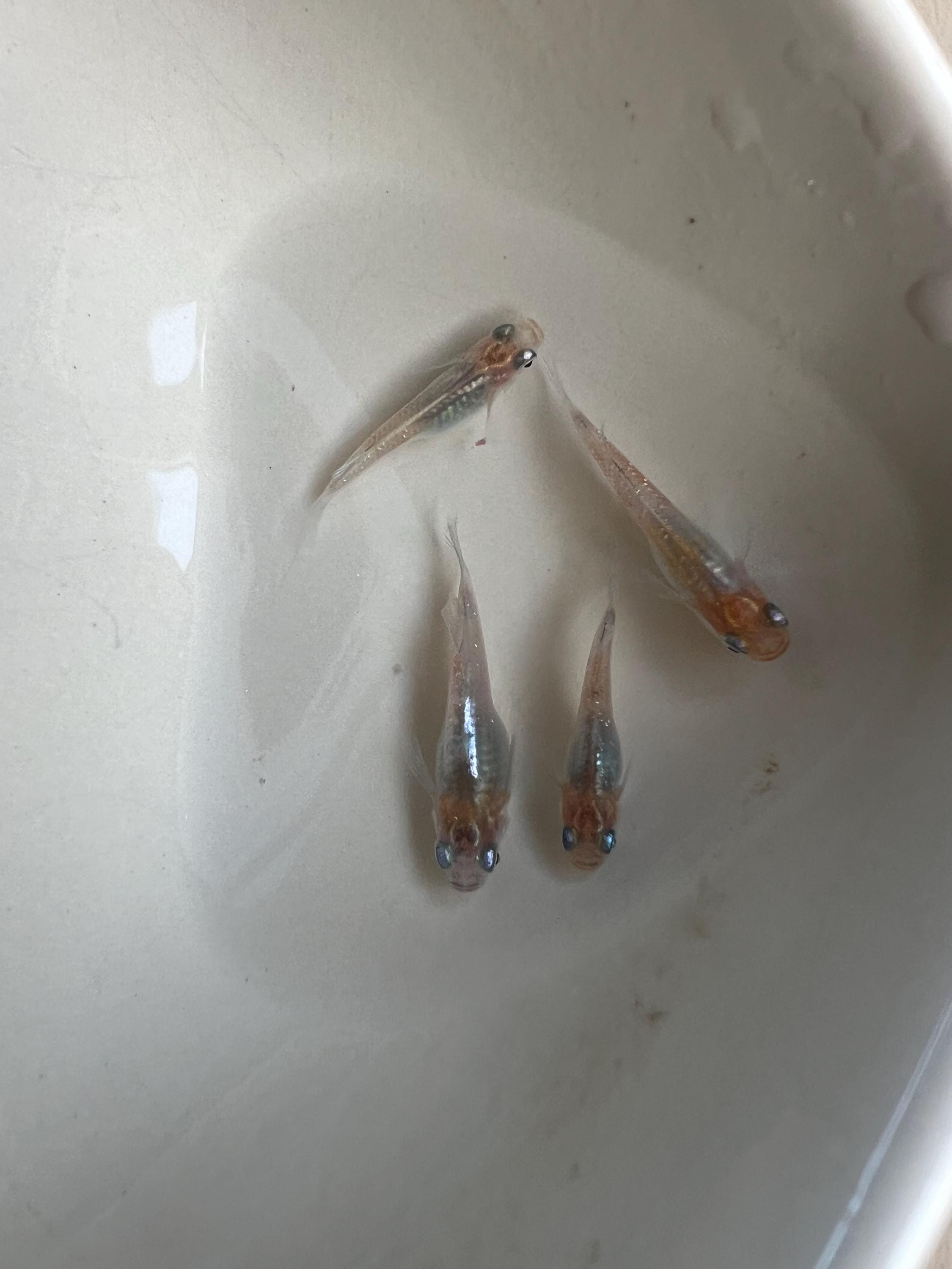 Japanese Rice Fish Eggs - Medaka Tricolor Miyuki