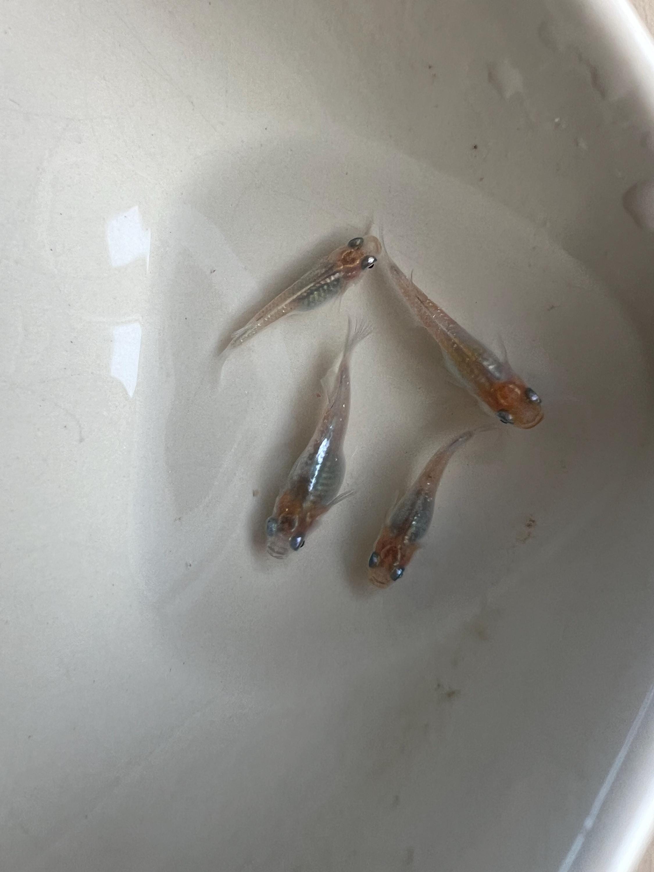 Japanese Rice Fish Eggs - Medaka Tricolor Miyuki