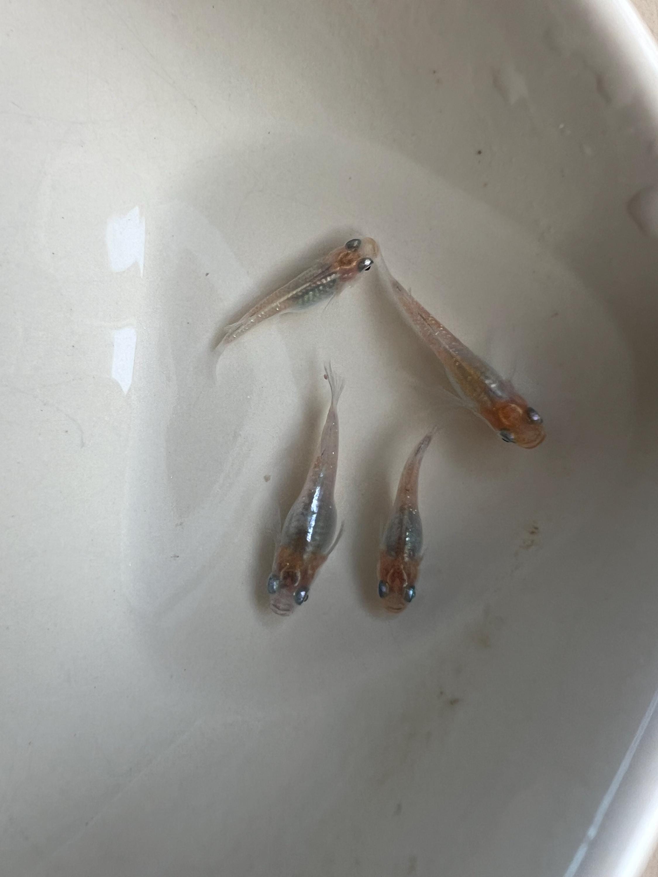 Japanese Rice Fish Eggs - Medaka Tricolor Miyuki