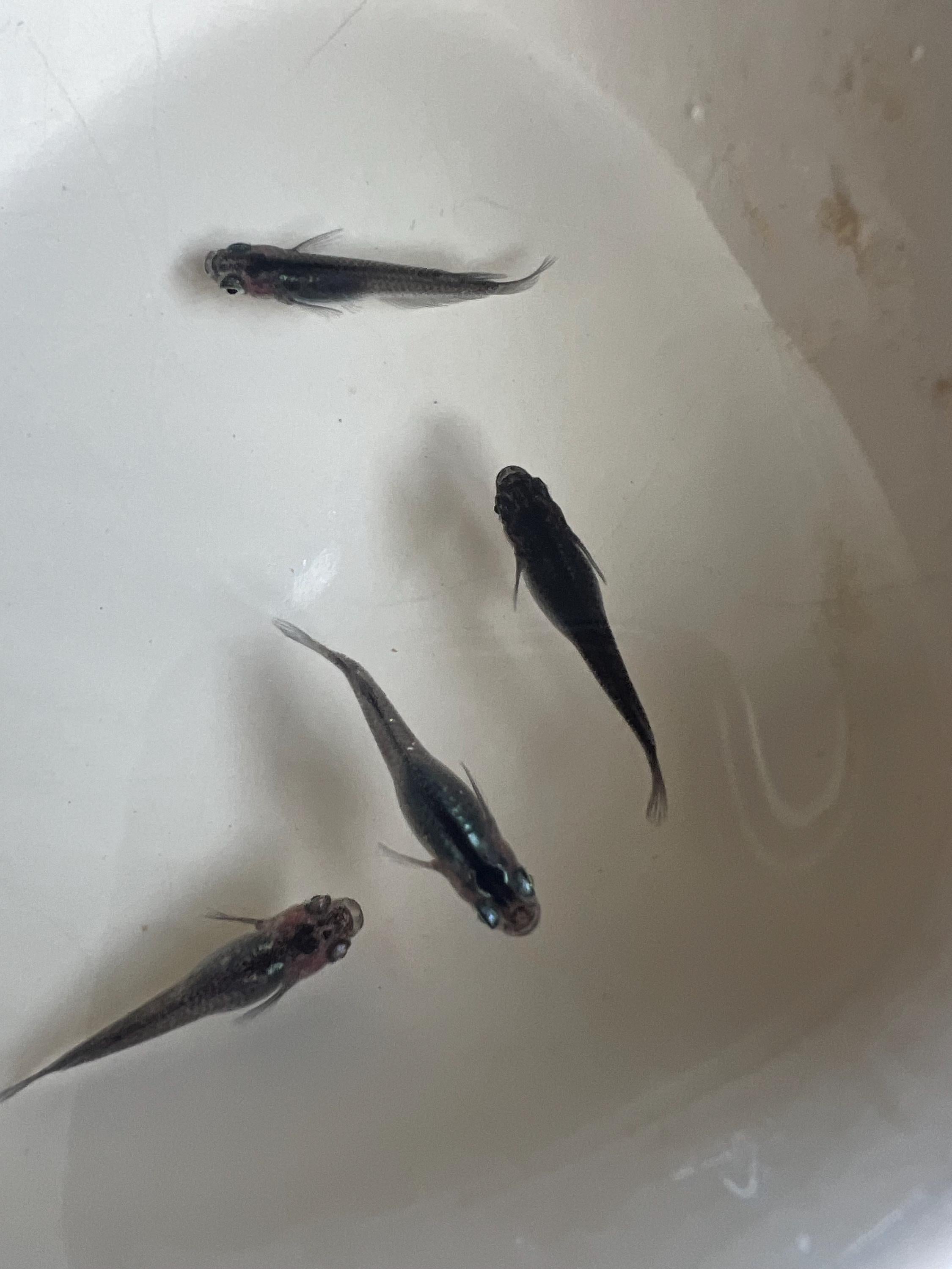 Japanese Rice Fish Eggs - Medaka Midnight/Black