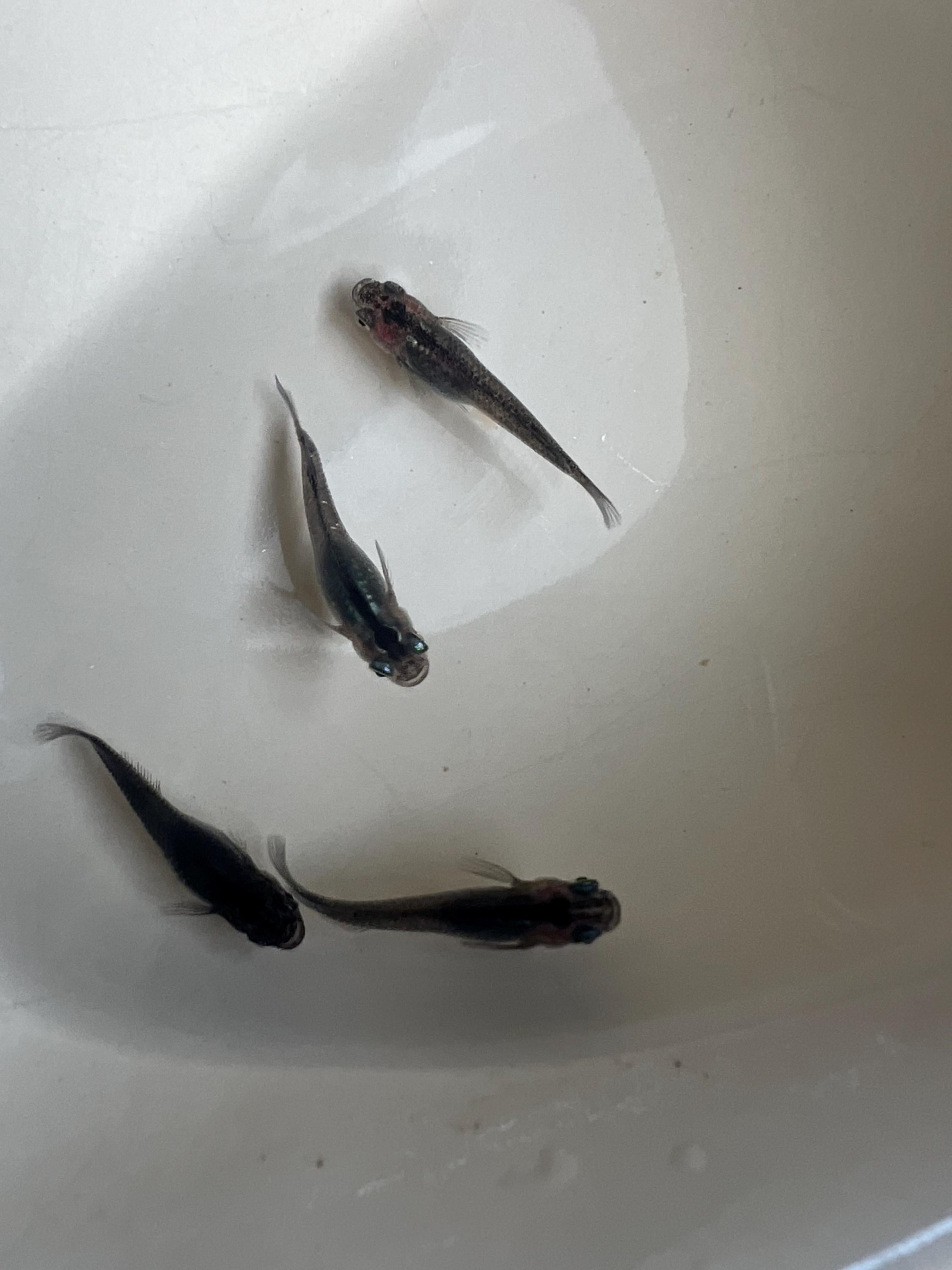 Japanese Rice Fish Eggs - Medaka Midnight/Black