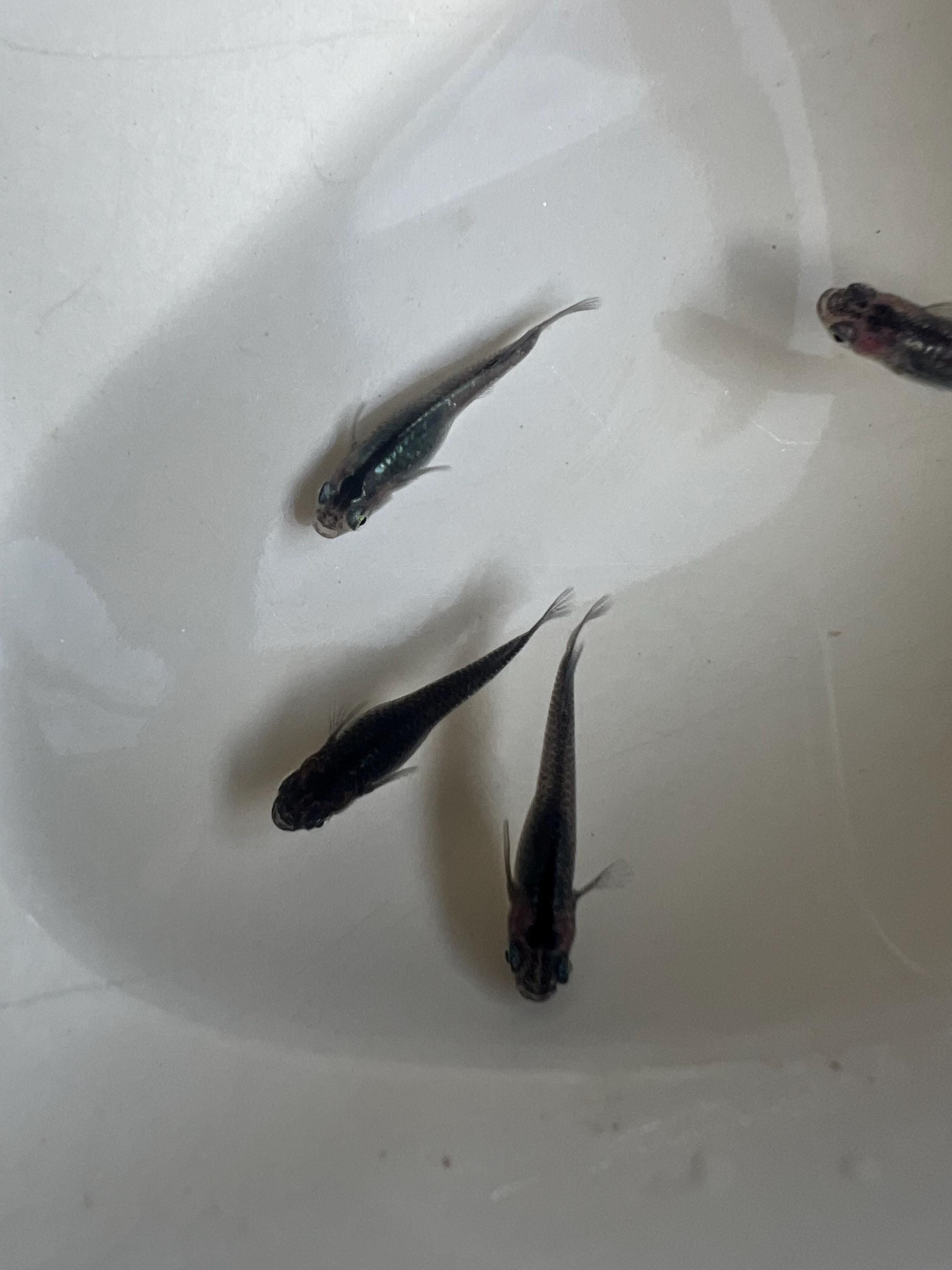 Japanese Rice Fish Eggs - Medaka Midnight/Black