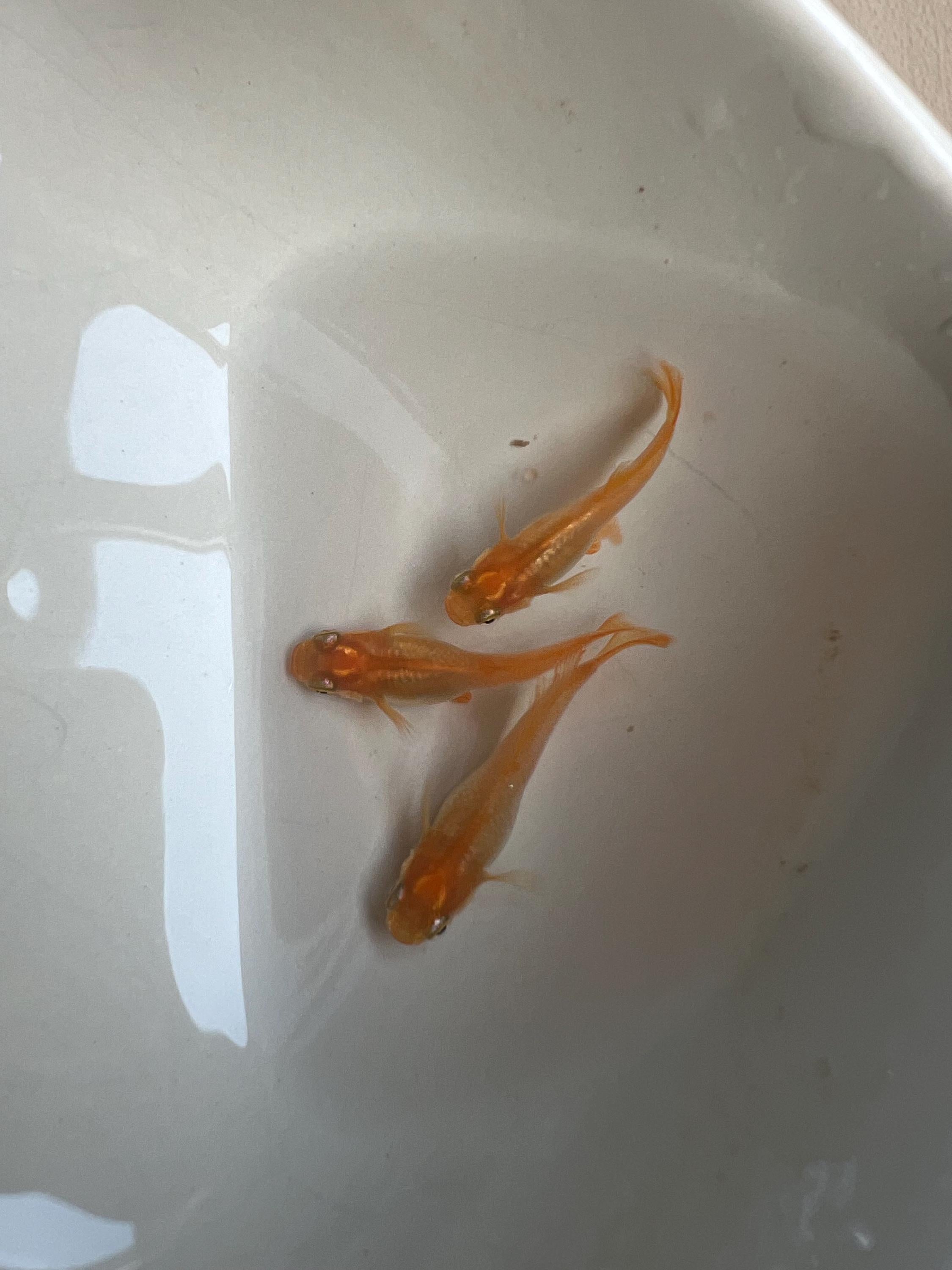 Japanese Rice Fish Eggs - Medaka Red King