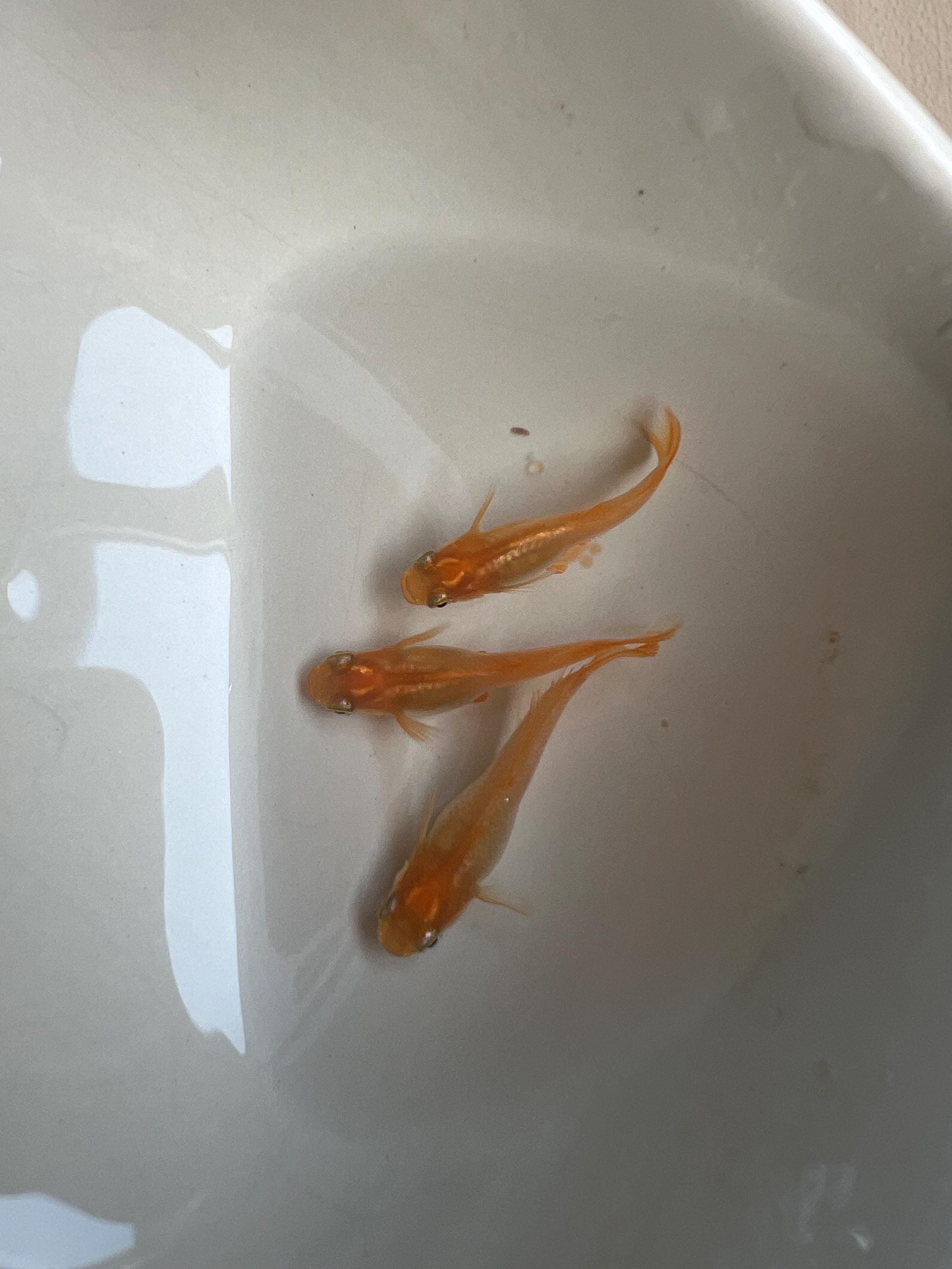 Japanese Rice Fish Eggs - Medaka Red King