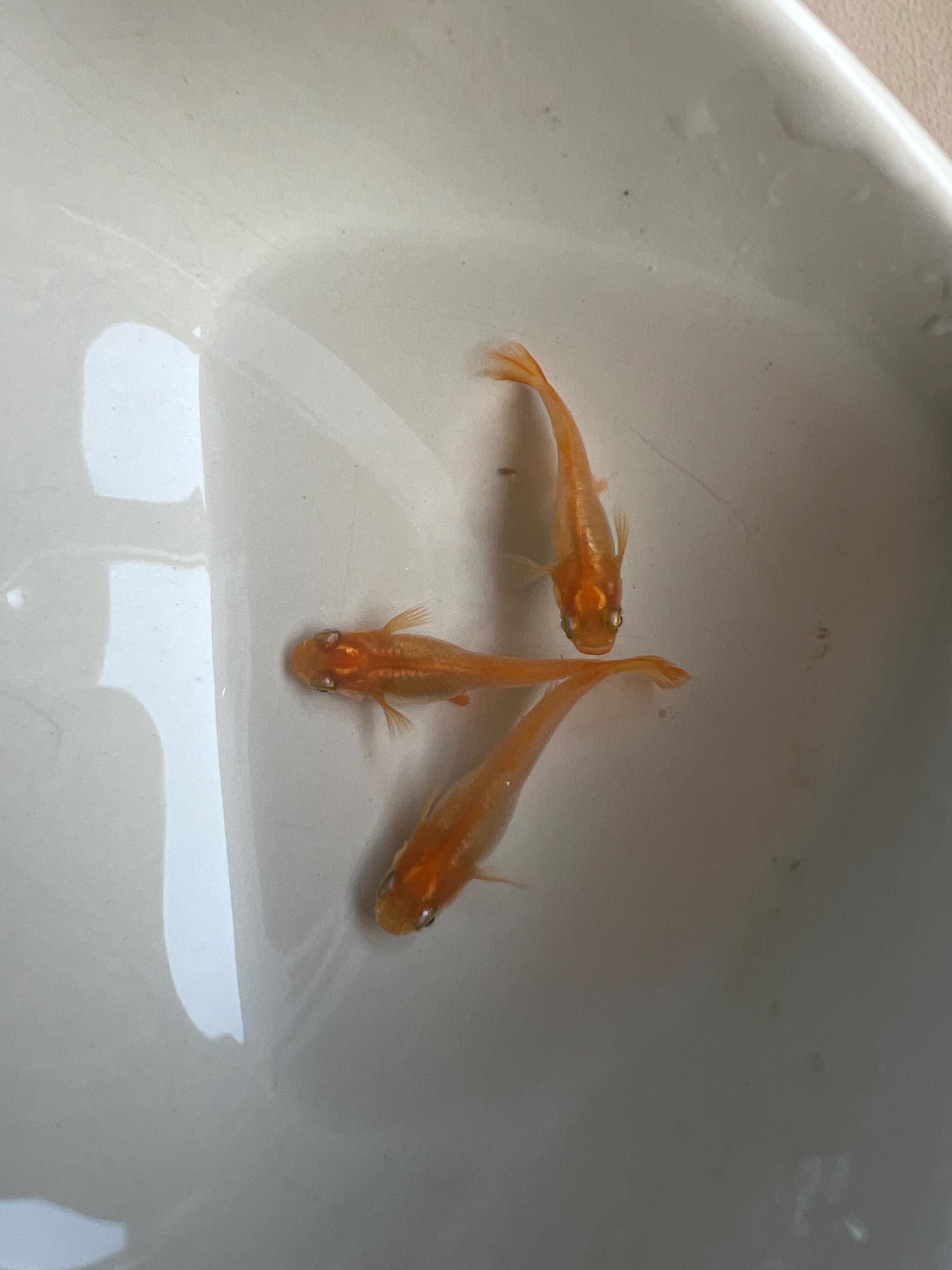 Japanese Rice Fish Eggs - Medaka Red King