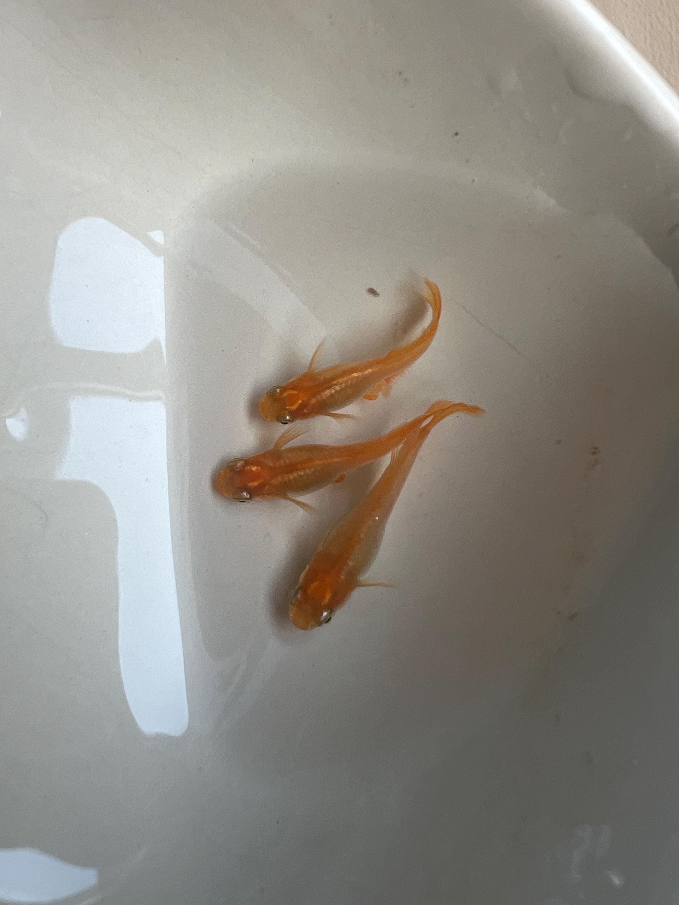 Japanese Rice Fish Eggs - Medaka Red King