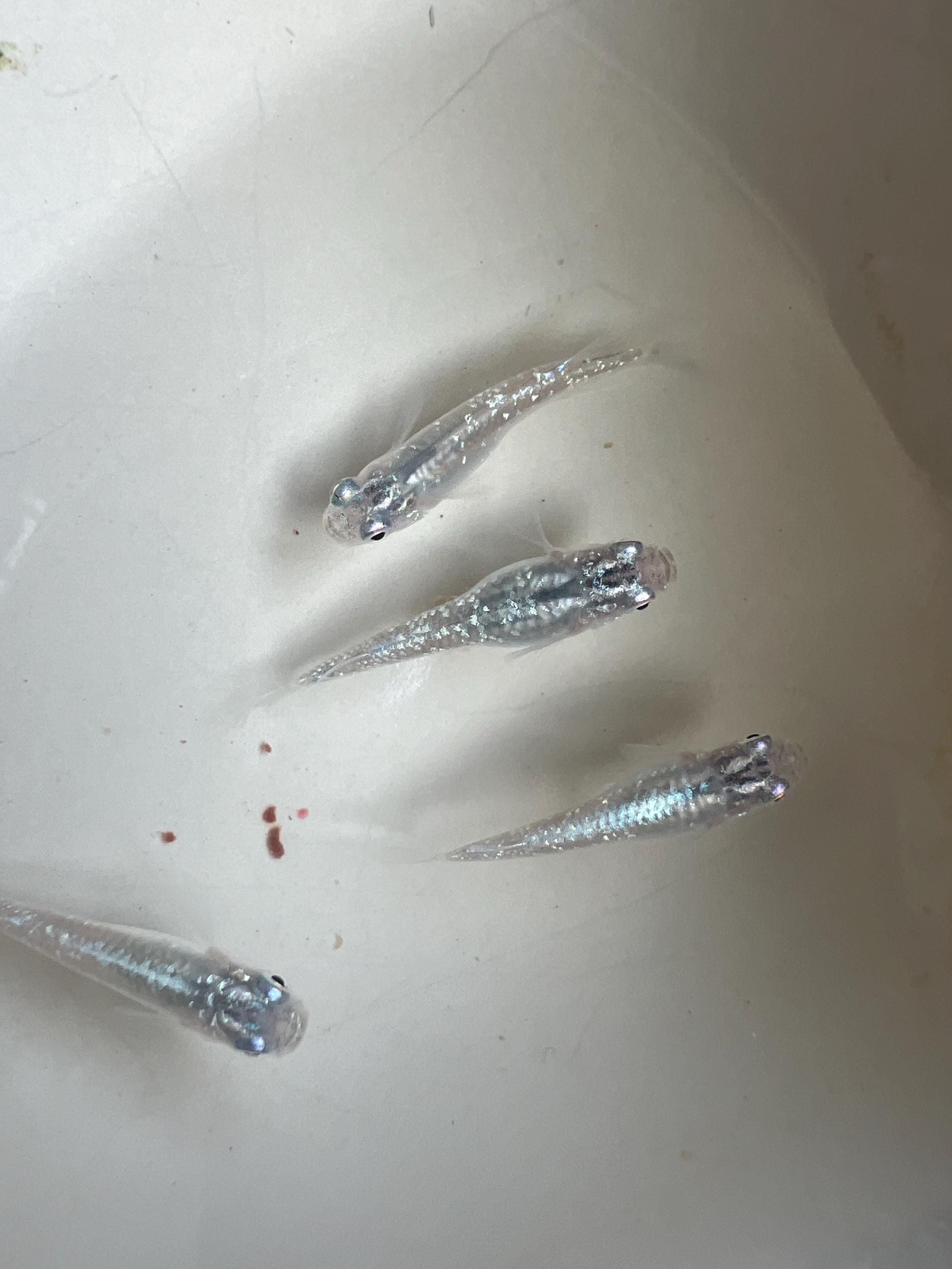 Japanese Rice Fish Eggs - Medaka Lame Silver