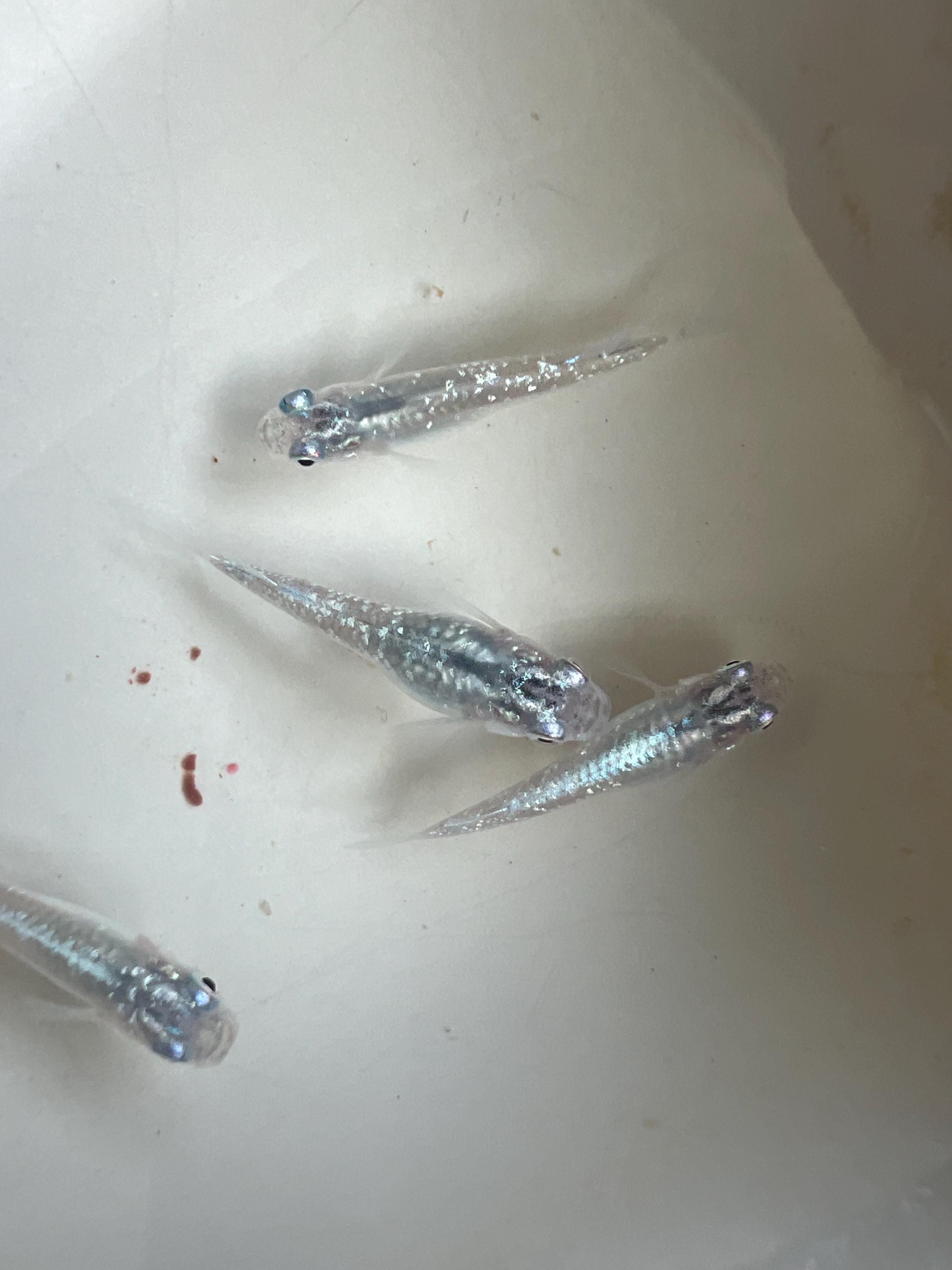 Japanese Rice Fish Eggs - Medaka Lame Silver