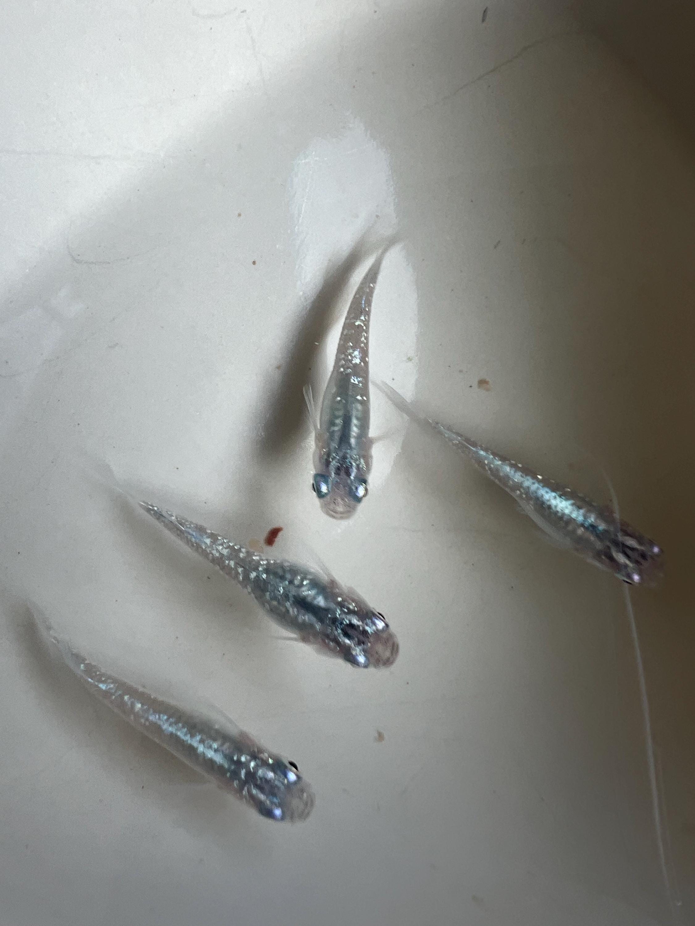 Japanese Rice Fish Eggs - Medaka Lame Silver