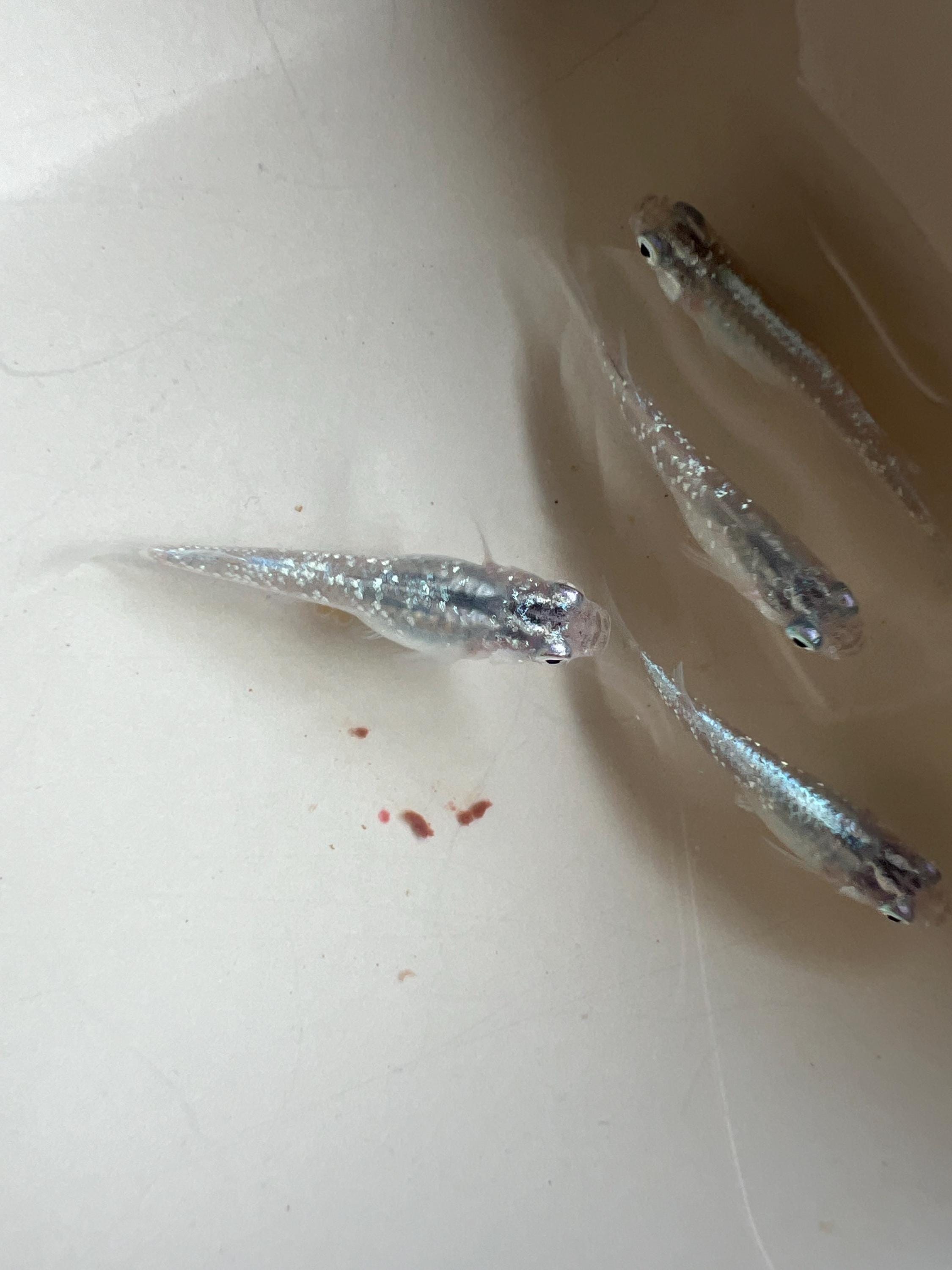 Japanese Rice Fish Eggs - Medaka Lame Silver