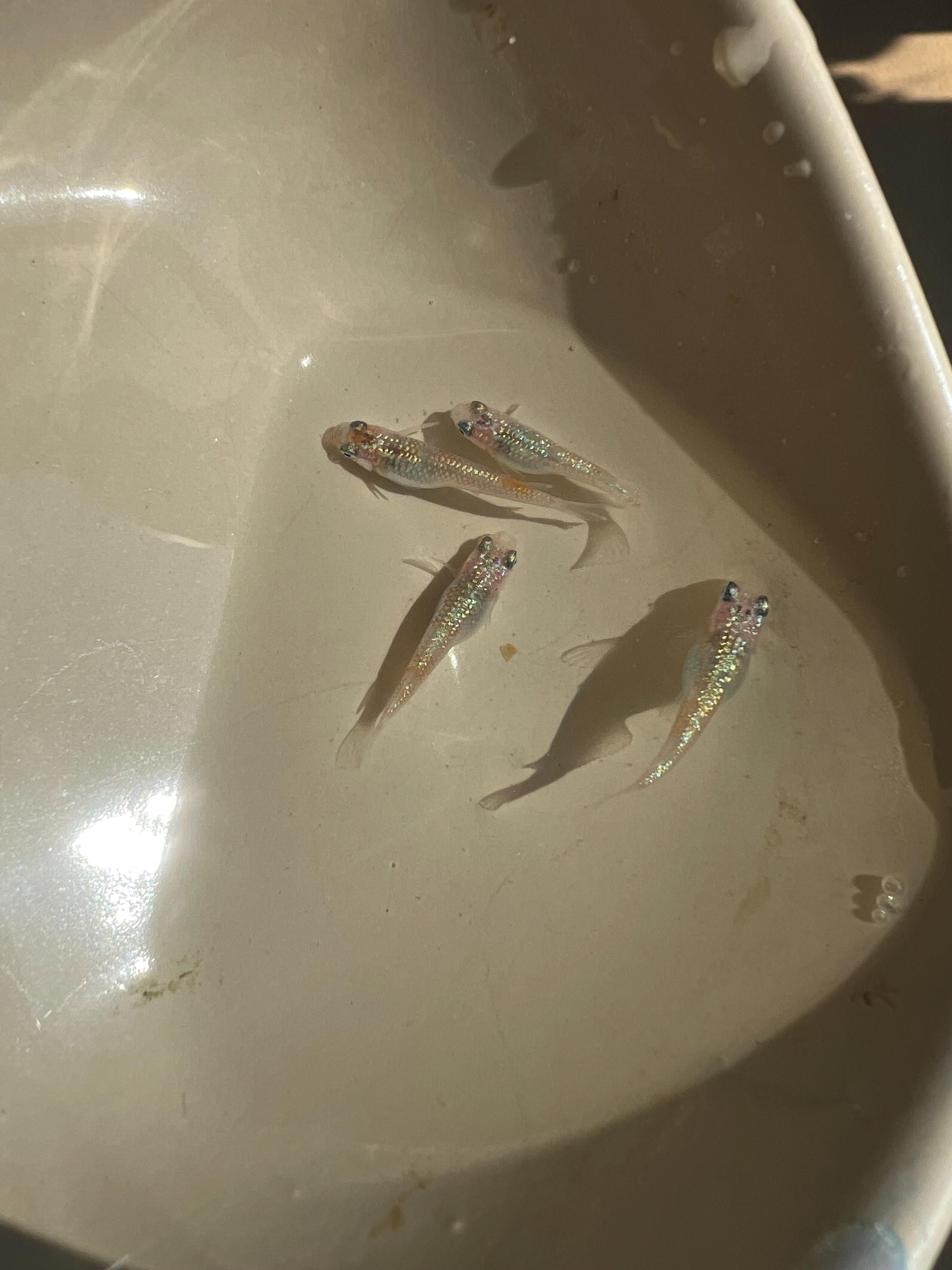 Japanese Rice Fish Eggs - Medaka Ulysses Cobalt