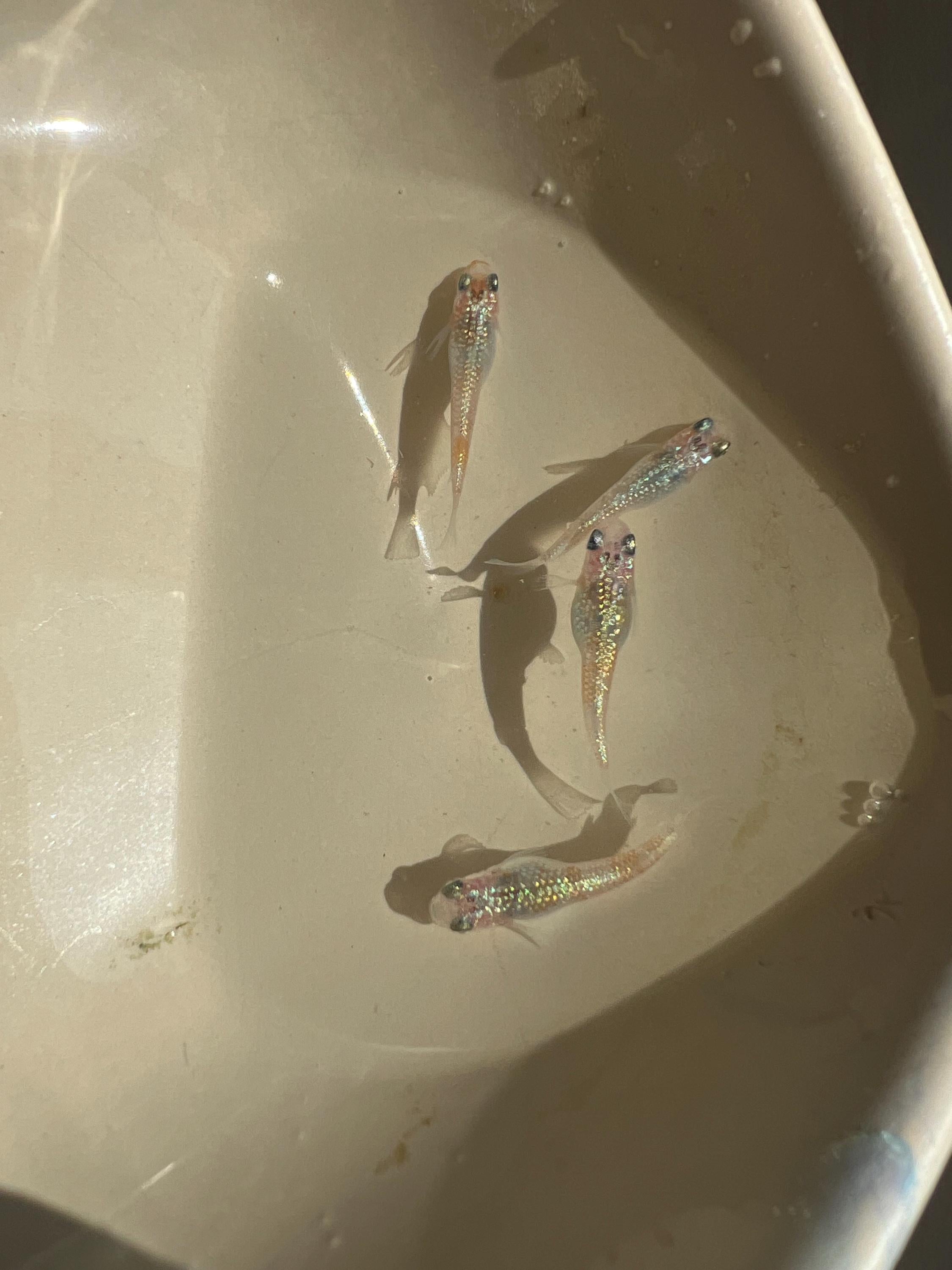 Japanese Rice Fish Eggs - Medaka Ulysses Cobalt