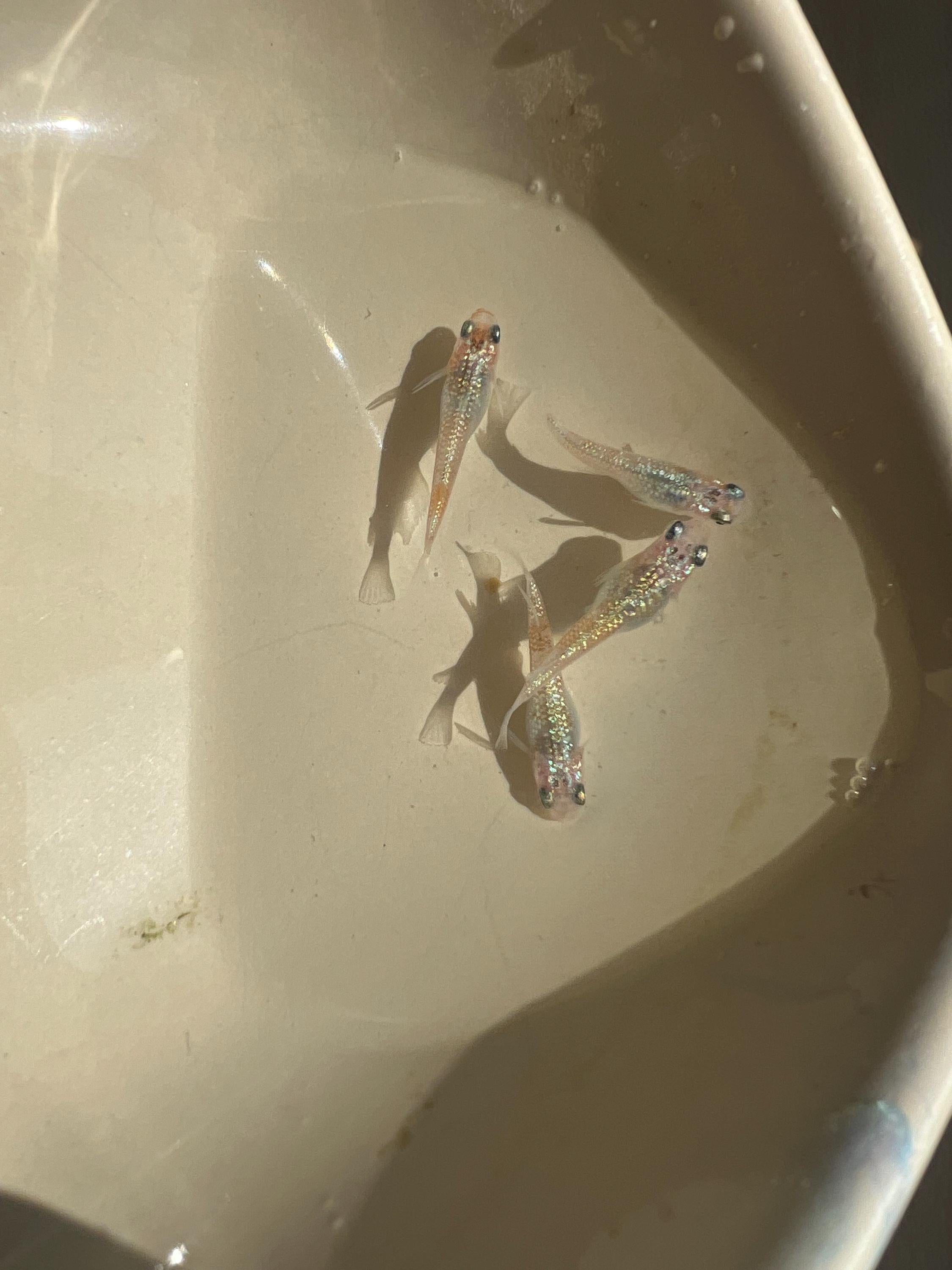 Japanese Rice Fish Eggs - Medaka Ulysses Cobalt