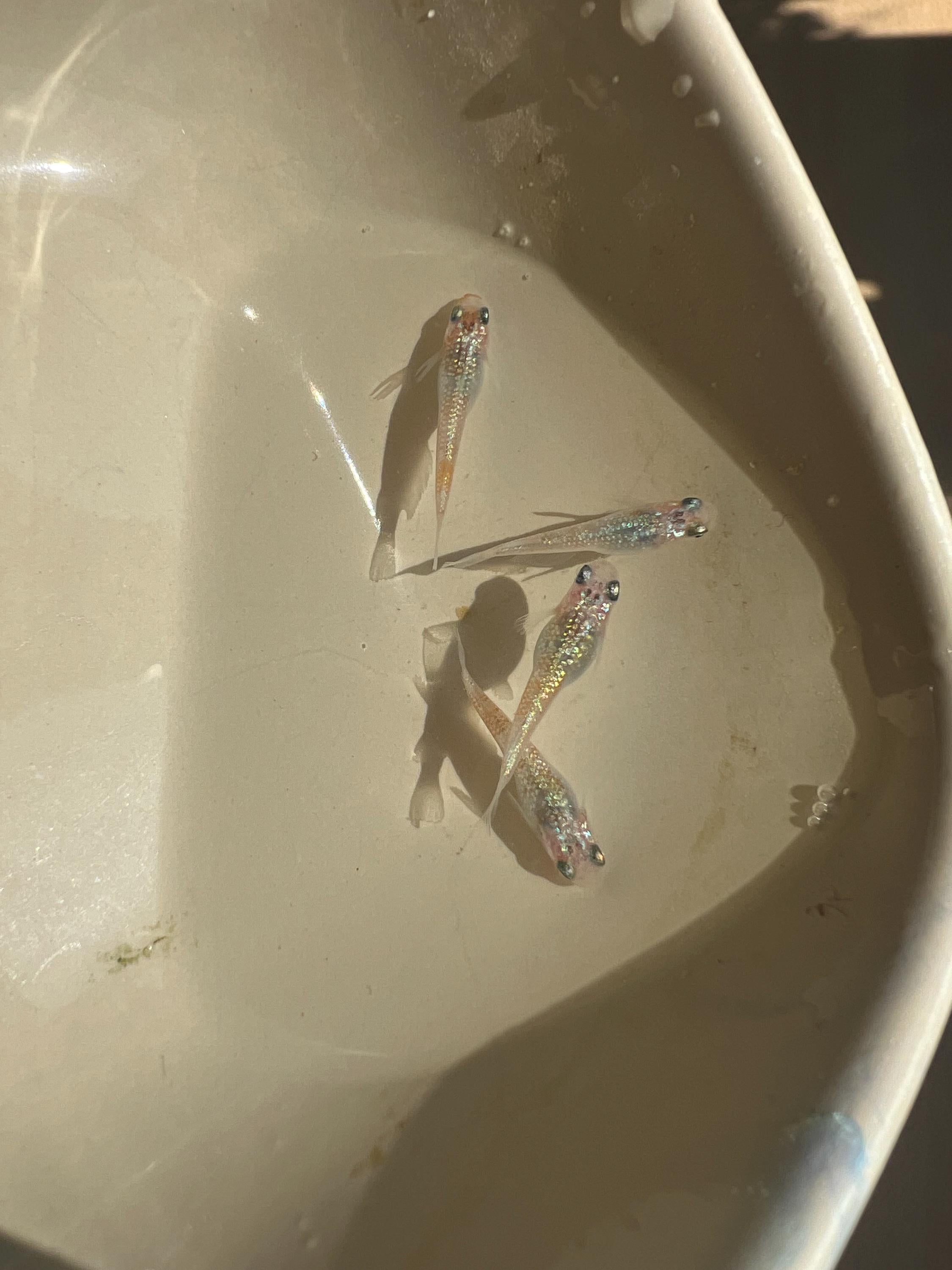 Japanese Rice Fish Eggs - Medaka Ulysses Cobalt