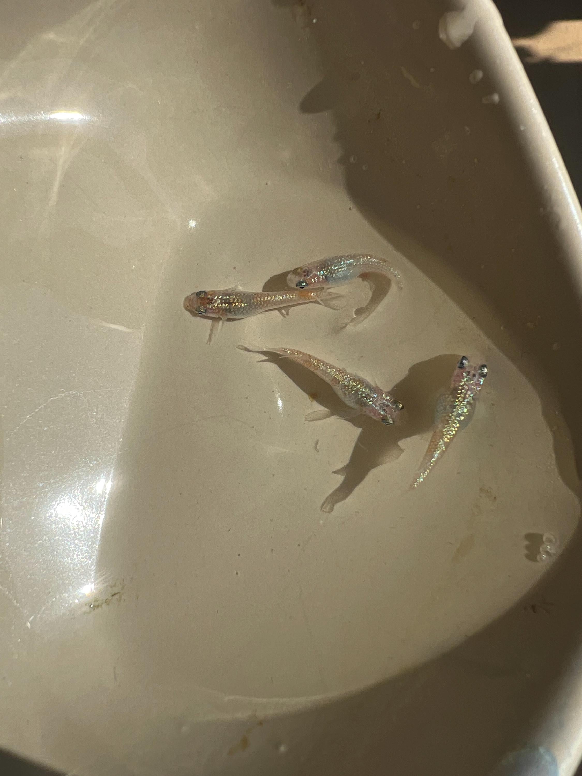 Japanese Rice Fish Eggs - Medaka Ulysses Cobalt