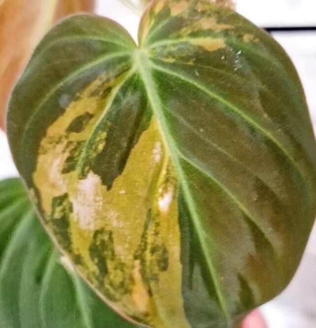 scandens micans philodendron Philodendron Scandens Micans Variegata Pink/Albo - Rare Plant