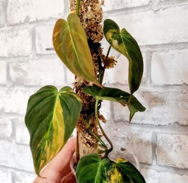 philodendron micans halo variegated Philodendron Scandens Micans Variegata Pink/Albo - Rare Plant