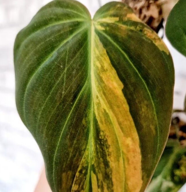 philodendron pink micans variegated Philodendron Scandens Micans Variegata Pink/Albo - Rare Plant