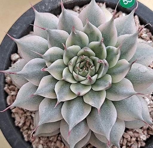 Graptoveria 