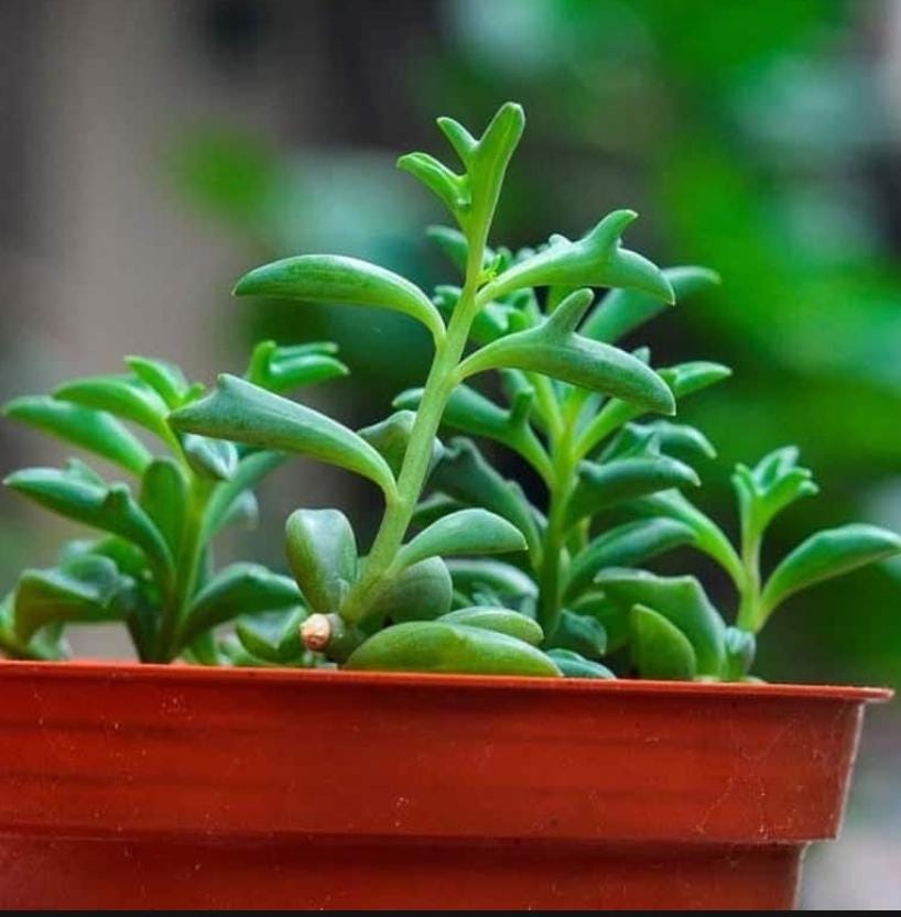 Senecio Peregrinus - String of Dolphins - Cuttings