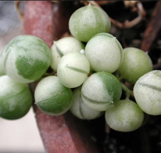 Senecio Rowleyanus Variegated - String Of Pearls - Cuttings