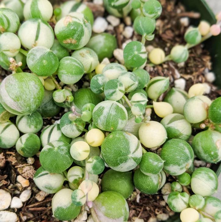 Senecio Rowleyanus Variegated - String Of Pearls - Cuttings