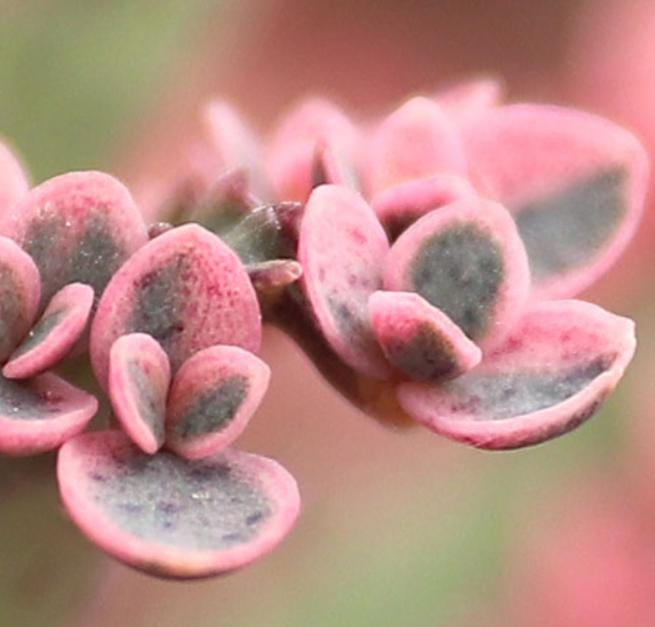 Kalanchoë Pink Butterflies - Rare Plant - Beautiful Plant - Small Plants