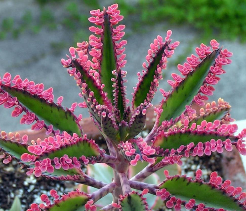 Kalanchoë Pink Butterflies - Rare Plant - Beautiful Plant - Small Plants