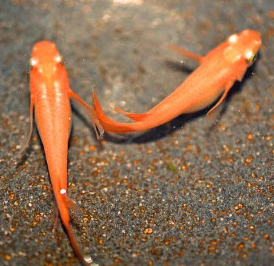 Japanese Rice Fish Eggs - Medaka Mix - Premium Colors - Tricolor, Miyuki Blue, Miyuki White, Midnight/Black, Red King, etc.