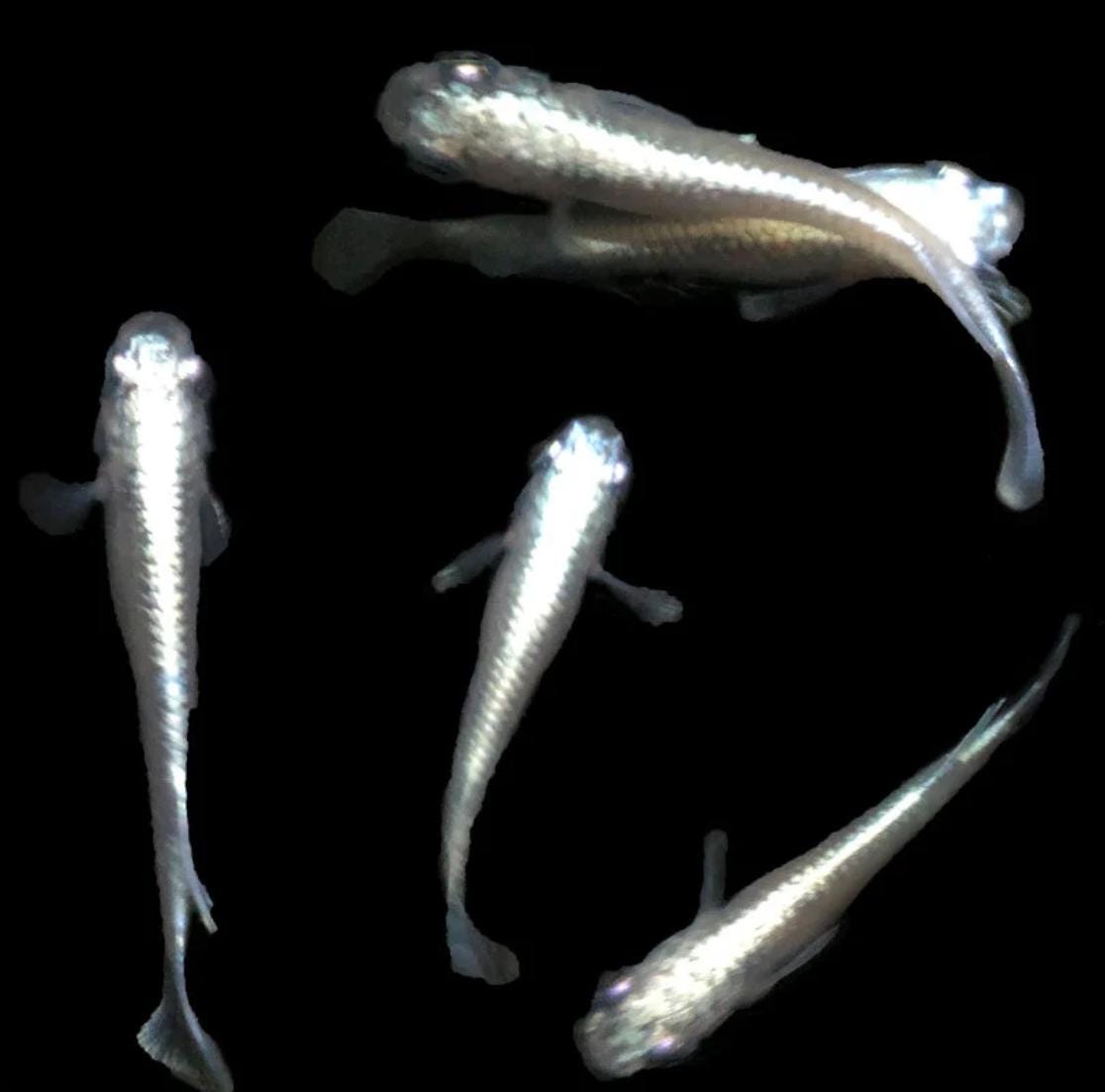 Japanese Rice Fish Eggs - Medaka Mix - Premium Colors - Tricolor, Miyuki Blue, Miyuki White, Midnight/Black, Red King, etc.