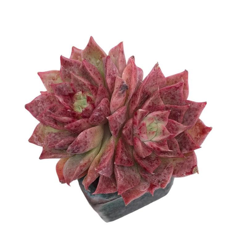 Echeveria A Million Roses - beautiful succulent - propagation leaf