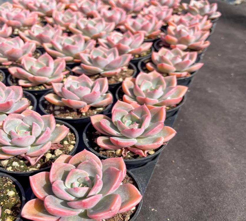 Echeveria Little Fairy - beautiful succulent - propagation leaf