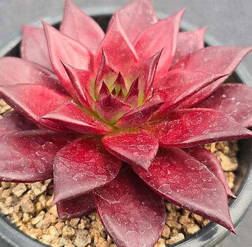 Echeveria Luming - beautiful succulent - propagation leaf