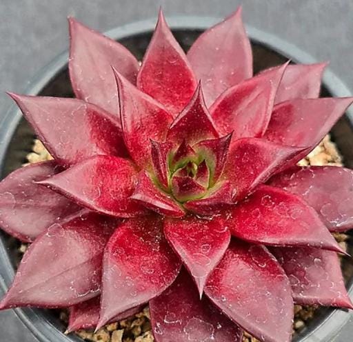 Echeveria Luming - beautiful succulent - propagation leaf