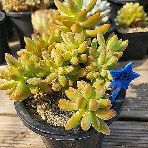 Sedum Adolphii - beautiful succulent - propagation leaf