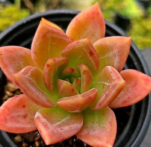 Echeveria Champagne - beautiful succulent - propagation leaf