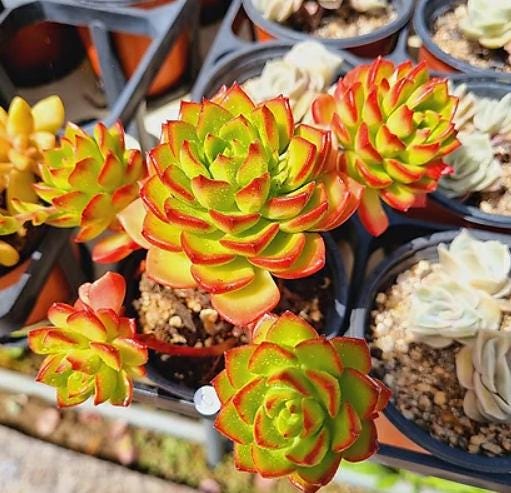 Echeveria Letizia - beautiful succulent - propagation leaf