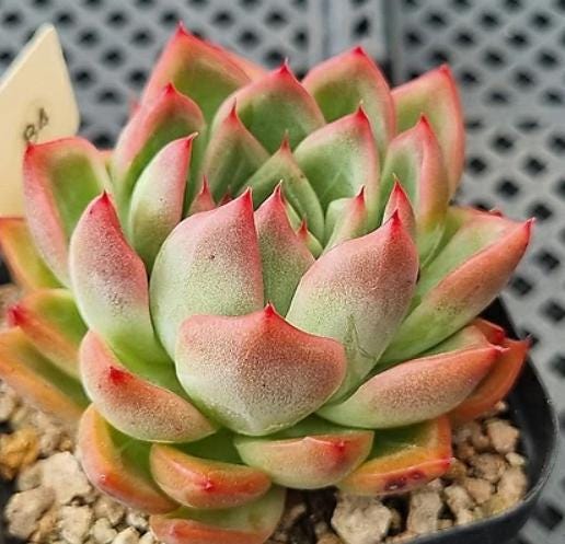 Echeveria Floriditi - beautiful succulent - propagation leaf