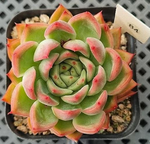 Echeveria Floriditi - beautiful succulent - propagation leaf