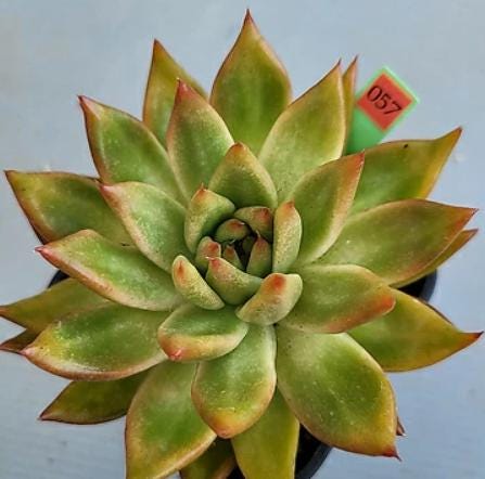 Echeveria Red Tipped- beautiful succulent - propagation leaf