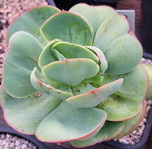 Echeveria Peach Garden - beautiful succulent - propagation leaf