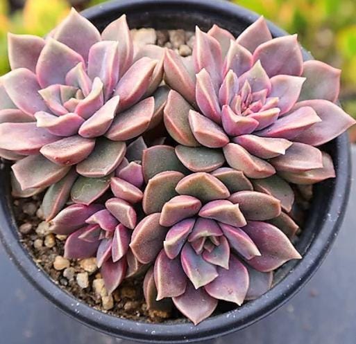 Echeveria Mina - beautiful succulent - propagation leaf
