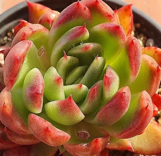 Echeveria Agavoides Red Gilva - beautiful succulent - propagation leaf